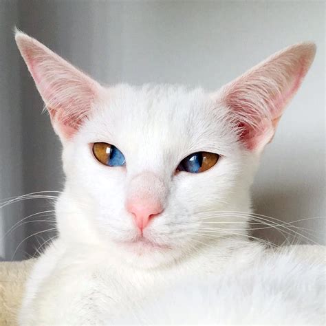 white cats with two different colored eyes|Odd.